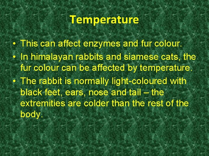 Temperature • This can affect enzymes and fur colour. • In himalayan rabbits and