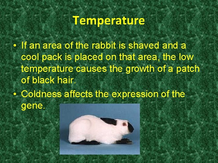 Temperature • If an area of the rabbit is shaved and a cool pack