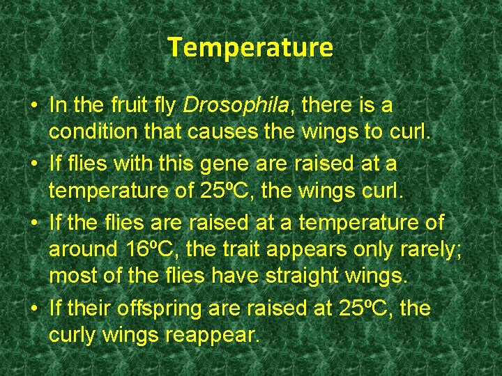 Temperature • In the fruit fly Drosophila, there is a condition that causes the