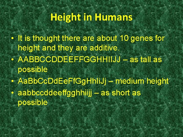Height in Humans • It is thought there about 10 genes for height and