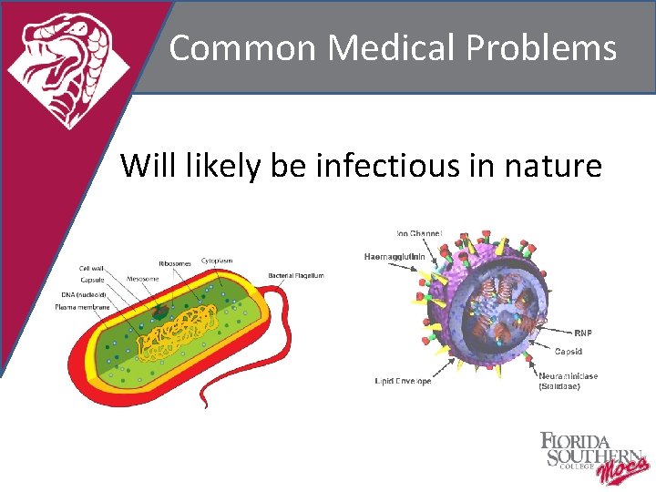 Common Medical Problems Will likely be infectious in nature 