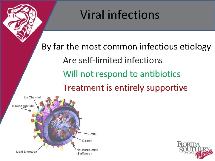 Viral infections By far the most common infectious etiology Are self-limited infections Will not