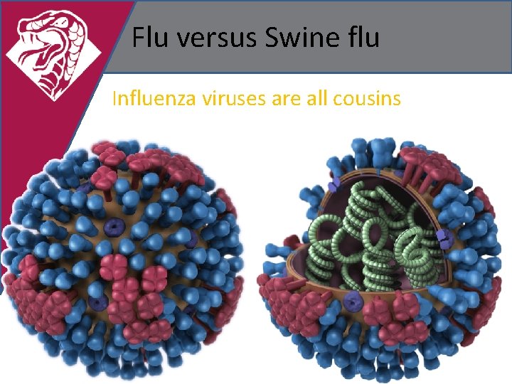 Flu versus Swine flu Influenza viruses are all cousins 
