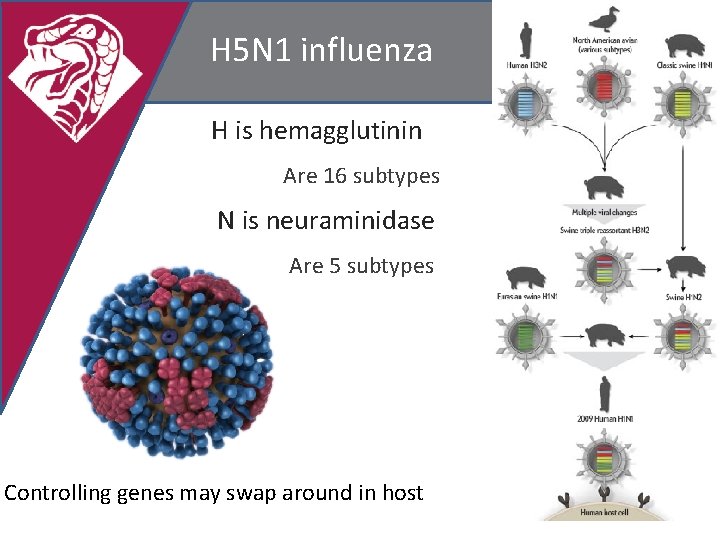 H 5 N 1 influenza H is hemagglutinin Are 16 subtypes N is neuraminidase