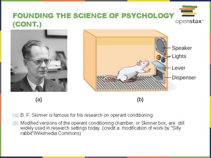 FOUNDING THE SCIENCE OF PSYCHOLOGY (CONT. ) (a) B. F. Skinner is famous for