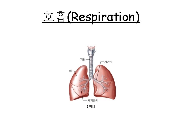 Respiration Respiration Inhalation Atmosphere Pressure Lungs Pressure ...