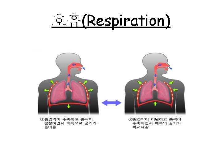 Respiration Respiration Inhalation Atmosphere Pressure Lungs Pressure ...