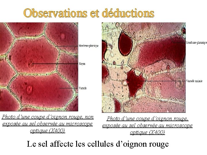 Observations et déductions Photo d’une coupe d’oignon rouge, non exposée au sel observée au