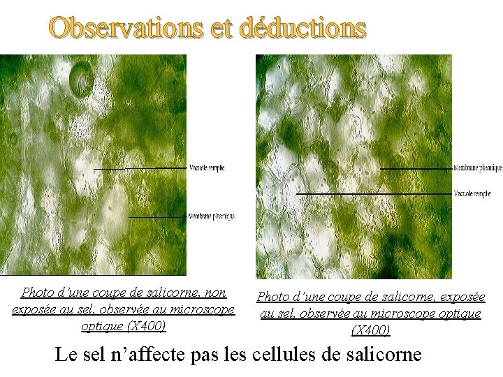 Observations et déductions Photo d’une coupe de salicorne, non exposée au sel, observée au