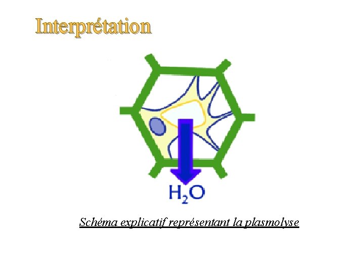 Interprétation Schéma explicatif représentant la plasmolyse 