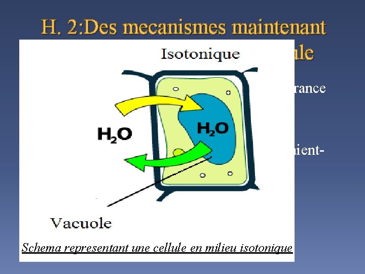H. 2: Des mecanismes maintenant une hypersalinite dans la cellule En quoi cette hypothèse