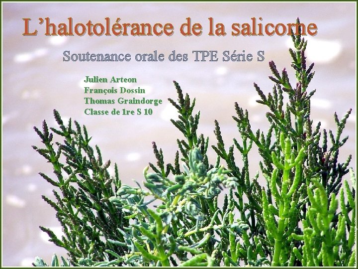 L’halotolérance de la salicorne Soutenance orale des TPE Série S Julien Arteon François Dossin