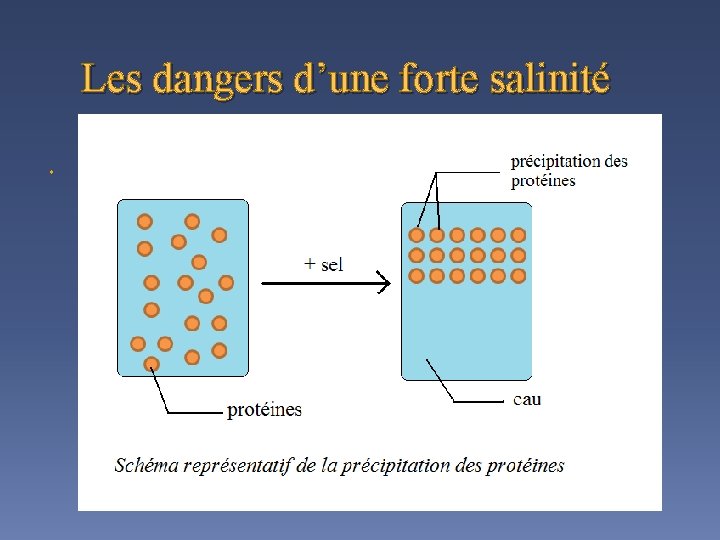 Les dangers d’une forte salinité Effet sur les organites et protéines 