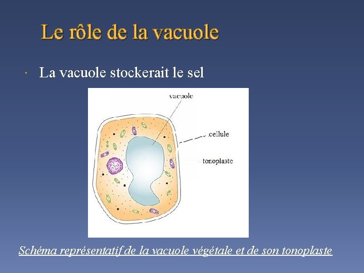 Le rôle de la vacuole La vacuole stockerait le sel Schéma représentatif de la