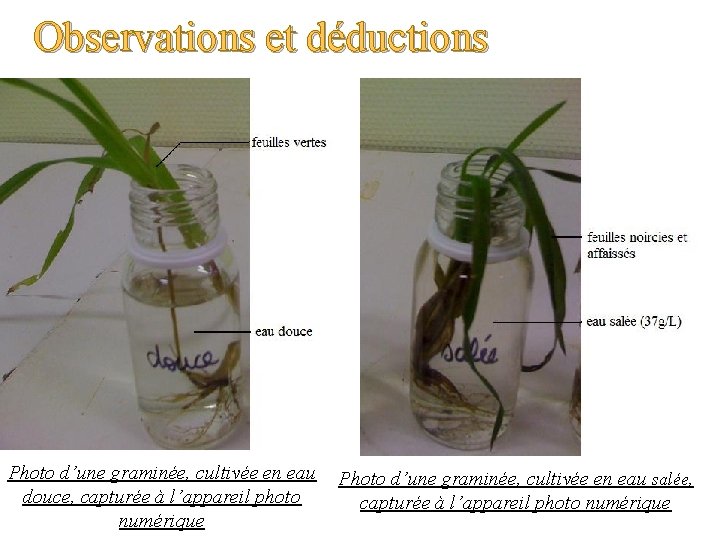 Observations et déductions Photo d’une graminée, cultivée en eau douce, capturée à l’appareil photo