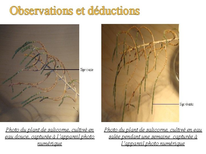 Observations et déductions Photo du plant de salicorne, cultivé en eau douce, capturée à