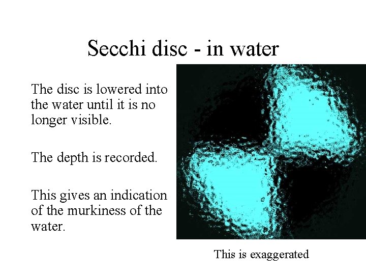 Secchi disc - in water The disc is lowered into the water until it