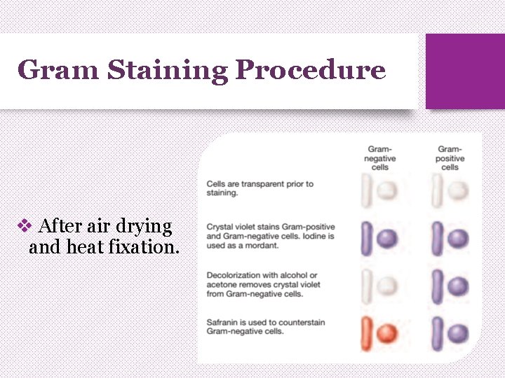 Gram Staining Procedure v After air drying and heat fixation. 