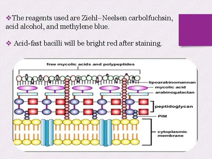 v. The reagents used are Ziehl–Neelsen carbolfuchsin, acid alcohol, and methylene blue. v Acid-fast