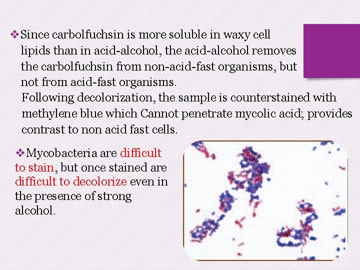 v. Since carbolfuchsin is more soluble in waxy cell lipids than in acid-alcohol, the