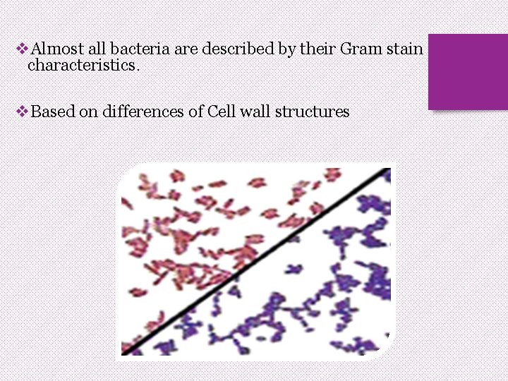 v. Almost all bacteria are described by their Gram stain characteristics. v. Based on