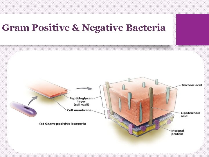 Gram Positive & Negative Bacteria 