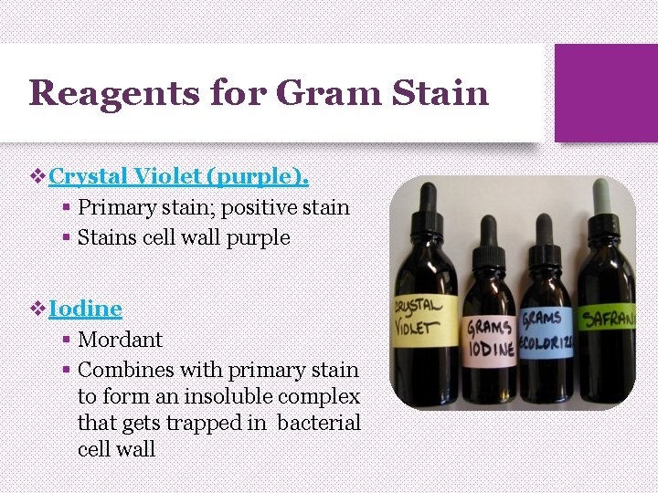 Reagents for Gram Stain v. Crystal Violet (purple). § Primary stain; positive stain §
