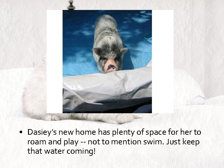  • Dasiey's new home has plenty of space for her to roam and