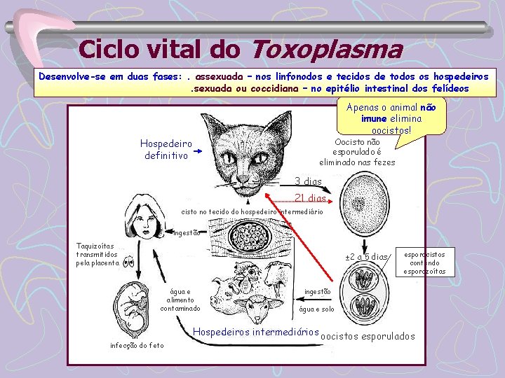 Ciclo vital do Toxoplasma Desenvolve-se em duas fases: . assexuada – nos linfonodos e