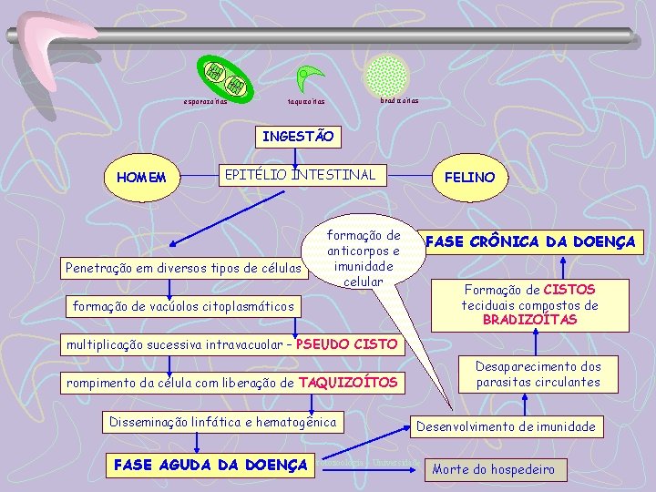 esporozoítas bradizoítas taquizoítas INGESTÃO HOMEM EPITÉLIO INTESTINAL Penetração em diversos tipos de células formação
