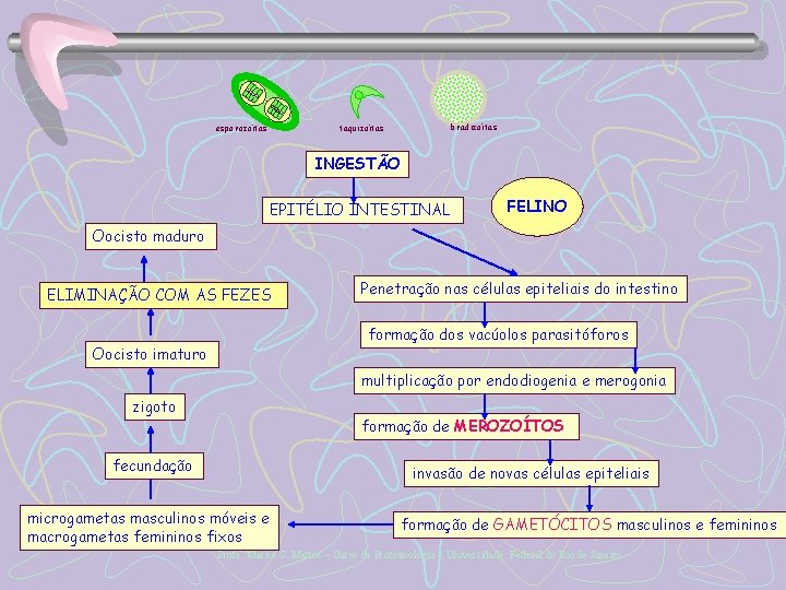 esporozoítas bradizoítas taquizoítas INGESTÃO EPITÉLIO INTESTINAL FELINO Oocisto maduro ELIMINAÇÃO COM AS FEZES Penetração