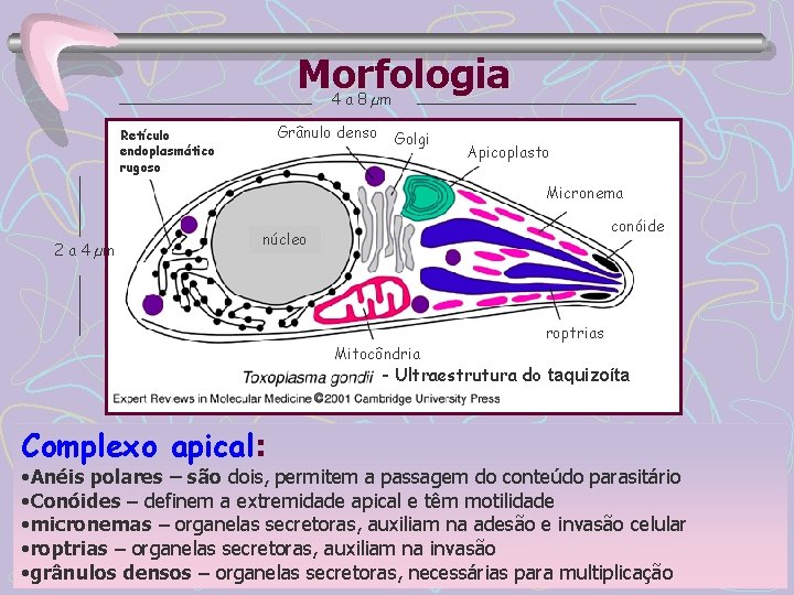 Morfologia 4 a 8 µm Grânulo denso Retículo endoplasmático rugoso Golgi Apicoplasto Micronema 2