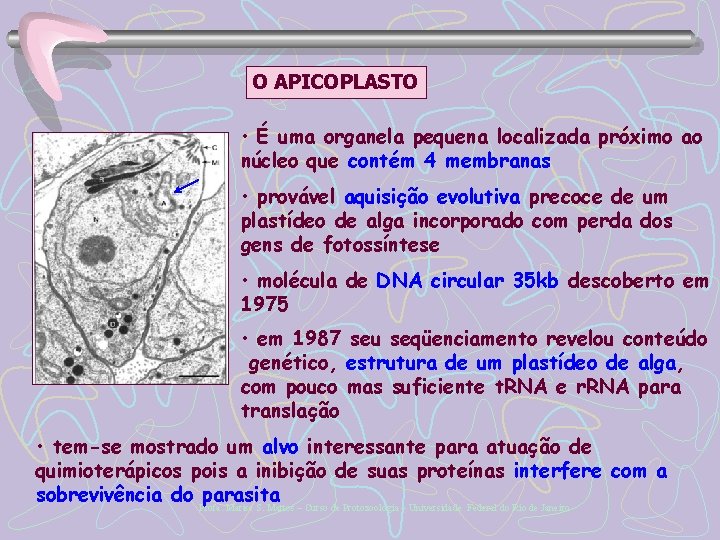 O APICOPLASTO • É uma organela pequena localizada próximo ao núcleo que contém 4