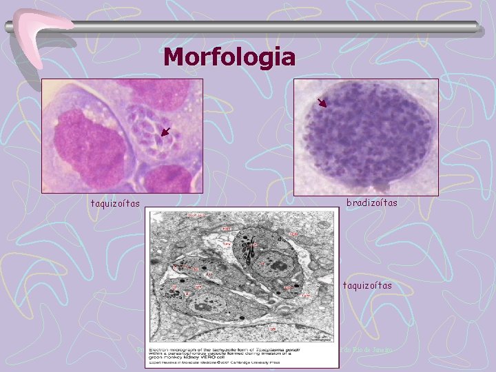 Morfologia taquizoítas bradizoítas taquizoítas Profa. Marise S. Mattos – Curso de Protozoologia – Universidade