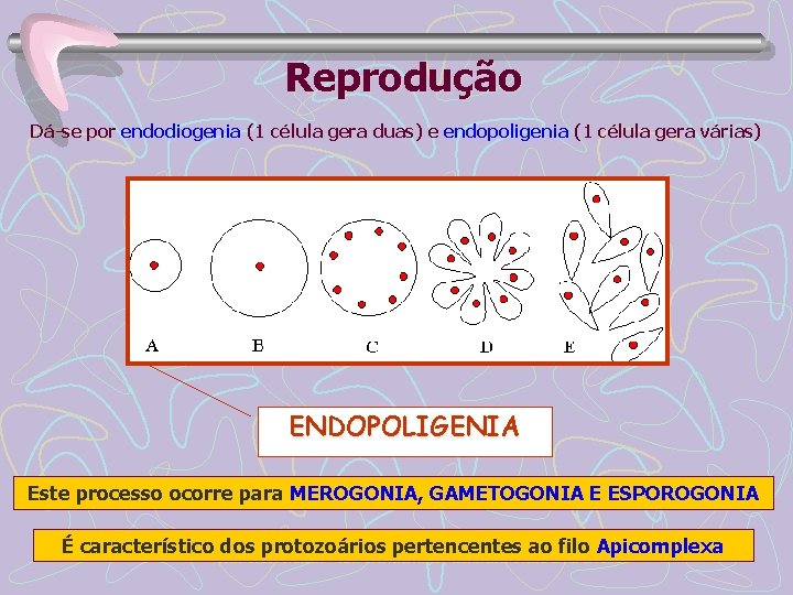 Reprodução Dá-se por endodiogenia (1 célula gera duas) e endopoligenia (1 célula gera várias)