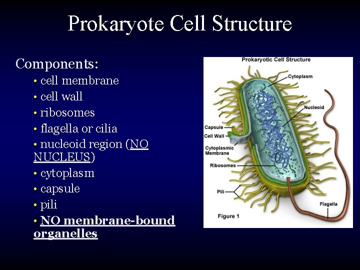 Prokaryote Cell Structure Components: • cell membrane • cell wall • ribosomes • flagella