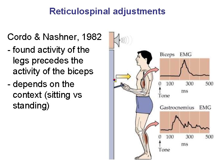 Reticulospinal adjustments Cordo & Nashner, 1982 - found activity of the legs precedes the
