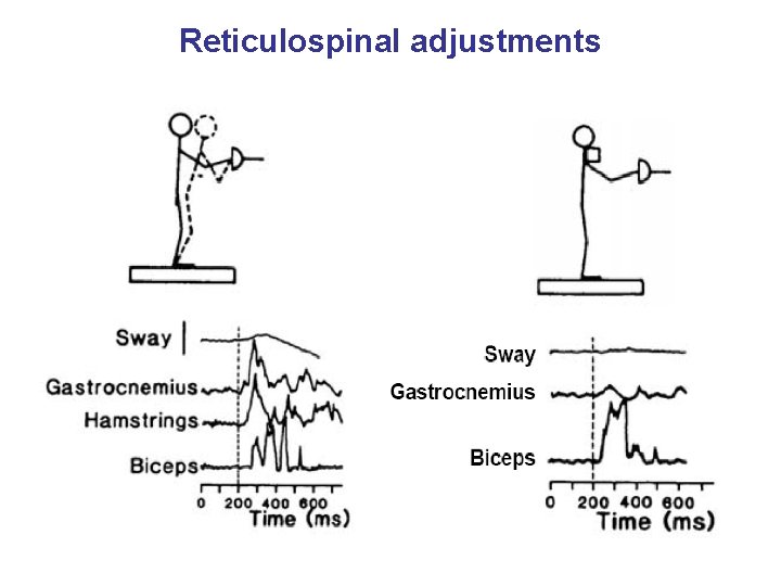 Reticulospinal adjustments 