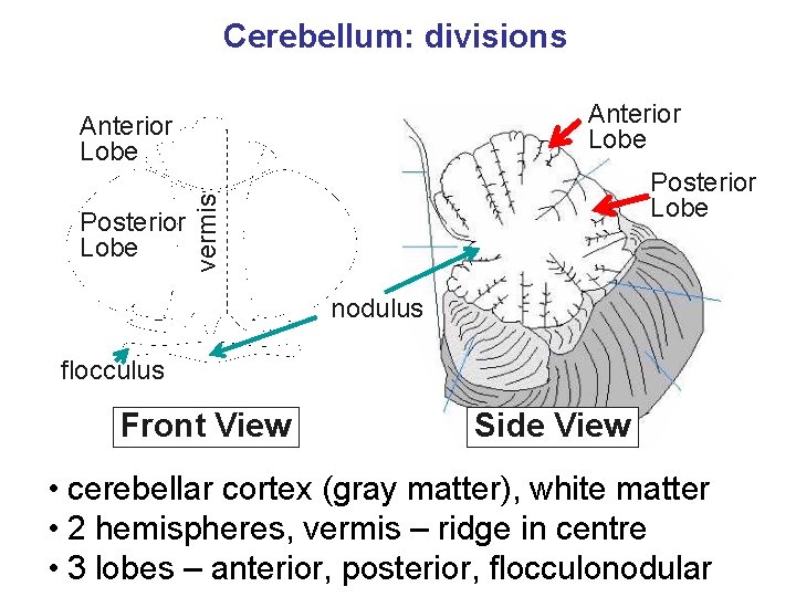 Cerebellum: divisions Anterior Lobe vermis Posterior Lobe nodulus flocculus Front View Side View •