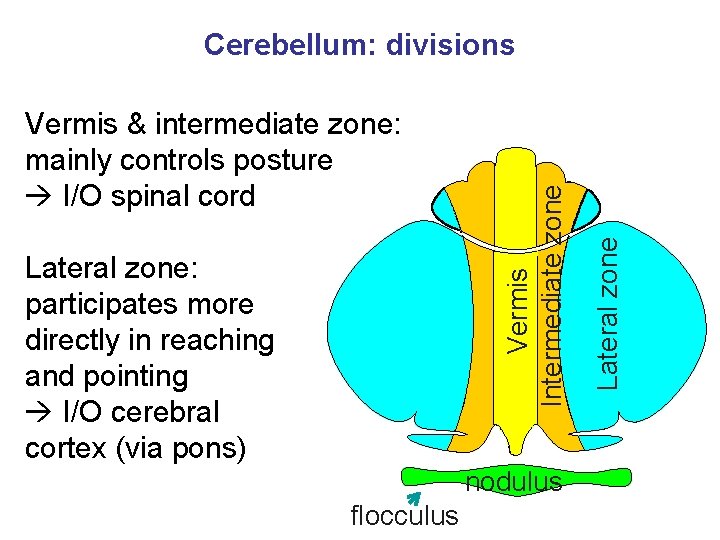 Lateral zone: participates more directly in reaching and pointing I/O cerebral cortex (via pons)