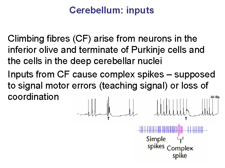 Cerebellum: inputs Climbing fibres (CF) arise from neurons in the inferior olive and terminate