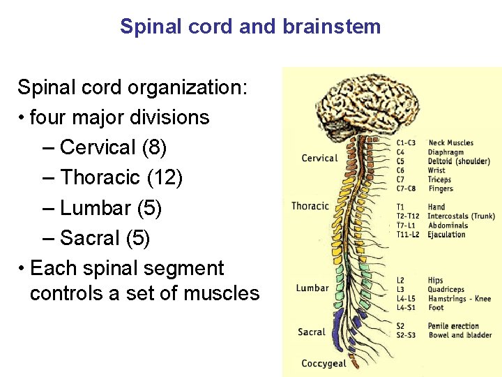 Spinal cord and brainstem Spinal cord organization: • four major divisions – Cervical (8)