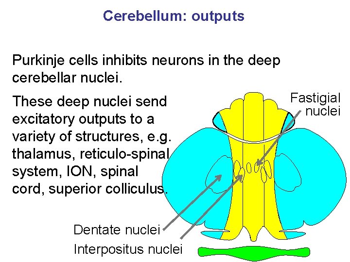 Cerebellum: outputs Purkinje cells inhibits neurons in the deep cerebellar nuclei. These deep nuclei