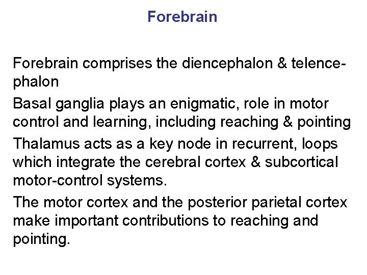 Forebrain comprises the diencephalon & telencephalon Basal ganglia plays an enigmatic, role in motor