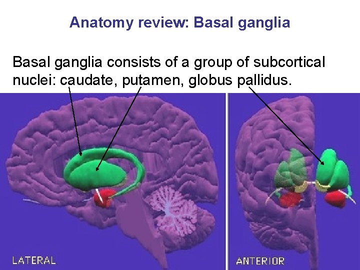 Anatomy review: Basal ganglia consists of a group of subcortical nuclei: caudate, putamen, globus