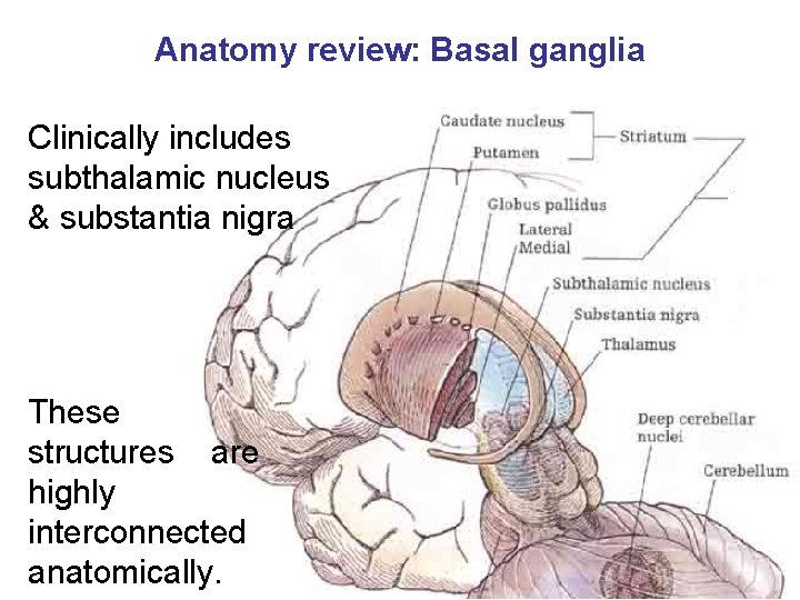 Anatomy review: Basal ganglia Clinically includes subthalamic nucleus & substantia nigra These structures are