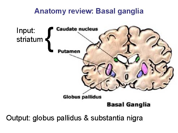 Anatomy review: Basal ganglia Input: striatum { Output: globus pallidus & substantia nigra 
