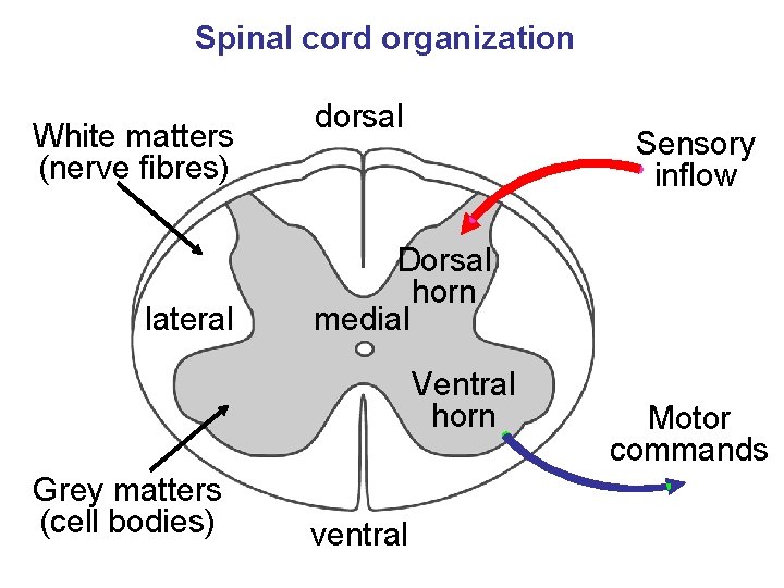 Spinal cord organization White matters (nerve fibres) lateral dorsal Sensory inflow Dorsal horn medial