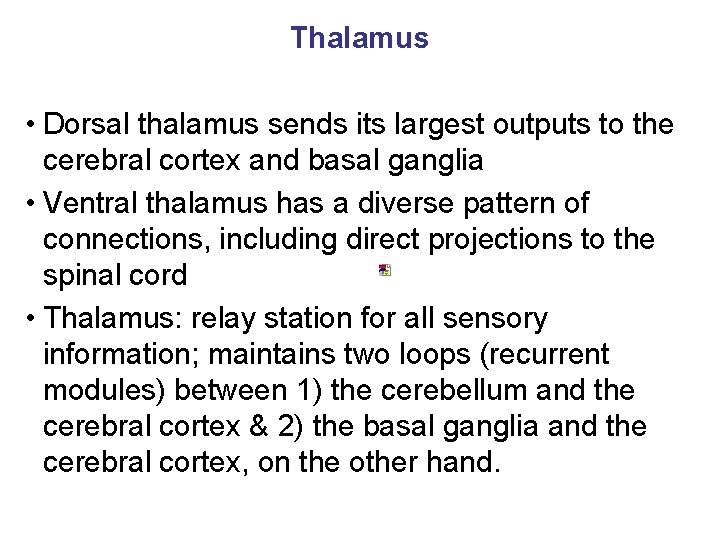 Thalamus • Dorsal thalamus sends its largest outputs to the cerebral cortex and basal