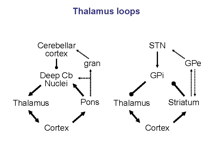 Thalamus loops Cerebellar cortex STN gran GPe Deep Cb Nuclei Thalamus Cortex GPi Pons